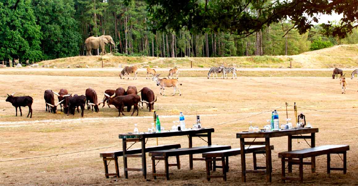 restaurant dans le zoo de thoiry